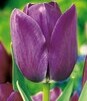 Showbox 10-Cio Komorowy Tulip - Tulipan Pojedynczy Późny I Wczesny 250 Szt.
