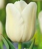 Showbox 10-Cio Komorowy Tulip - Tulipan Pojedynczy Późny I Wczesny 250 Szt.