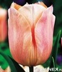 Showbox 10-Cio Komorowy Tulip - Tulipan Pojedynczy Późny I Wczesny 250 Szt.