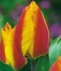 Showbox 10-Cio Komorowy Tulip - Tulipan Pojedynczy Późny I Wczesny 250 Szt.