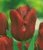 Showbox 10-Cio Komorowy Tulip - Tulipan Pojedynczy Późny I Wczesny 250 Szt.