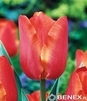 Showbox 10-Cio Komorowy Tulip - Tulipan Pojedynczy Późny I Wczesny 250 Szt.