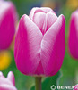 Showbox 10-Cio Komorowy Tulip - Tulipan Pojedynczy Późny I Wczesny 250 Szt.
