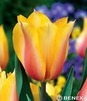 Showbox 10-Cio Komorowy Tulip - Tulipan Triumph 11/12  250 Szt.