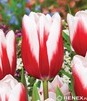 Showbox 10-Cio Komorowy Tulip - Tulipan Triumph 11/12  250 Szt.