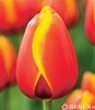 Showbox 10-Cio Komorowy Tulip - Tulipan Triumph 11/12  250 Szt.