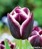 Showbox 10-Cio Komorowy Tulip - Tulipan Triumph 11/12  250 Szt.