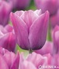 Showbox 10-Cio Komorowy Tulip - Tulipan Triumph 11/12  250 Szt.