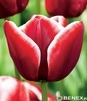 Showbox 10-Cio Komorowy Tulip - Tulipan Triumph 11/12  250 Szt.