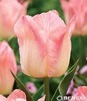 Showbox 10-Cio Komorowy Tulip - Tulipan Triumph 11/12  250 Szt.