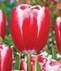 Showbox 10-Cio Komorowy Tulip - Tulipan Triumph 11/12  250 Szt.