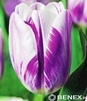 Showbox 10-Cio Komorowy Tulip - Tulipan Triumph Rembrandt I Dwukolorowy 11/12 25