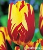 Showbox 10-Cio Komorowy Tulip - Tulipan Triumph Rembrandt I Dwukolorowy 11/12 25