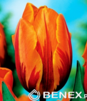 Showbox 10-Cio Komorowy Tulip - Tulipan Triumph Rembrandt I Dwukolorowy 11/12 25