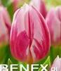 Showbox 10-Cio Komorowy Tulip - Tulipan Triumph Rembrandt I Dwukolorowy 11/12 25