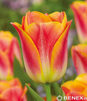Showbox 10-Cio Komorowy Tulip - Tulipan Triumph Rembrandt I Dwukolorowy 11/12 25