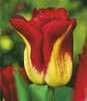 Showbox 10-Cio Komorowy Tulip - Tulipan Triumph Rembrandt I Dwukolorowy 11/12 25
