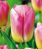 Showbox 10-Cio Komorowy Tulip - Tulipan Triumph Rembrandt I Dwukolorowy 11/12 25
