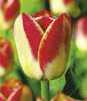 Showbox 10-Cio Komorowy Tulip - Tulipan Triumph Rembrandt I Dwukolorowy 11/12 25