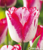 Showbox 10-Cio Komorowy Tulip - Tulipan Triumph Rembrandt I Dwukolorowy 11/12 25