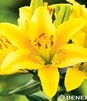 Showbox Połówkowy Lilium - Lilia Azjatycka "1" 16/18    50 Szt.