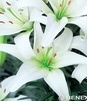 Showbox Połówkowy Lilium - Lilia Azjatycka "1" 16/18    50 Szt.