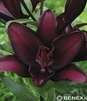 Showbox Połówkowy Lilium - Lilia Azjatycka "1" 16/18    50 Szt.