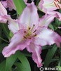 Showbox Połówkowy Lilium - Lilia Orientalna "2" 18/20    40 Szt.