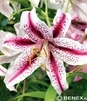 Showbox Połówkowy Lilium - Lilia Orientalna "2" 18/20    40 Szt.