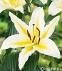 Showbox Połówkowy Lilium - Lilia Orientalna "2" 18/20    40 Szt.