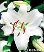 Showbox Połówkowy Lilium - Lilia Orientalna "2" 18/20    40 Szt.