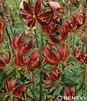 Showbox Połówkowy Lilium - Lilia Martagon 16/18 25 Szt.