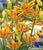 Showbox Połówkowy Lilium - Lilia Martagon 16/18 25 Szt.