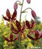 Showbox Połówkowy Lilium - Lilia Martagon 16/18 25 Szt.