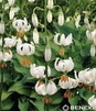 Showbox Połówkowy Lilium - Lilia Martagon 16/18 25 Szt.