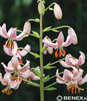Showbox Połówkowy Lilium - Lilia Martagon 16/18 25 Szt.