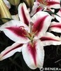 Showbox Połówkowy Lilium - Lilia Orientalna "1" 18/20 40 Szt.