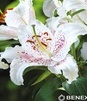 Showbox Połówkowy Lilium - Lilia Orientalna "1" 18/20 40 Szt.