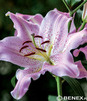 Showbox Połówkowy Lilium - Lilia Orientalna "1" 18/20 40 Szt.