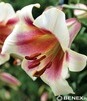 Showbox Połówkowy Lilium - Lilia Trąbkowa "2" 18/20 40 Szt.