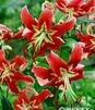 Showbox Połówkowy Lilium - Lilia Drzewiasta Ot Hybride "5" 16/18 50 Szt.