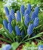 Showbox Połówkowy Muscari - Szafirek "3" 125 Szt.