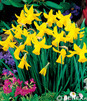 Showbox Połówkowy Narcissus - Narcyz Botaniczny "3" 150 Szt.