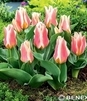 Showbox Połówkowy Tulip - Tulipan Niski Greiga 10/11  125 Szt.