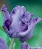 Showbox Połówkowy Tulip - Tulipan Papuzi "2"  11/12  125 Szt.