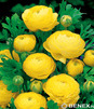 Showbox Połówkowy Ranunculus - Jaskier 6/+  250 Szt.