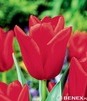 Showbox Połówkowy Tulip - Tulipan Triumph "2" 12/+ 125 Szt.