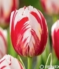Showbox Połówkowy Tulip - Tulipan Triumph Rembrandt 11/12  125 Szt.