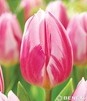 Showbox Połówkowy Tulip - Tulipan Triumph Rembrandt 11/12  125 Szt.
