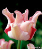 Showbox Połówkowy Tulip - Tulipan - Tulipan Ekskluzywny  11/12 75 Szt.